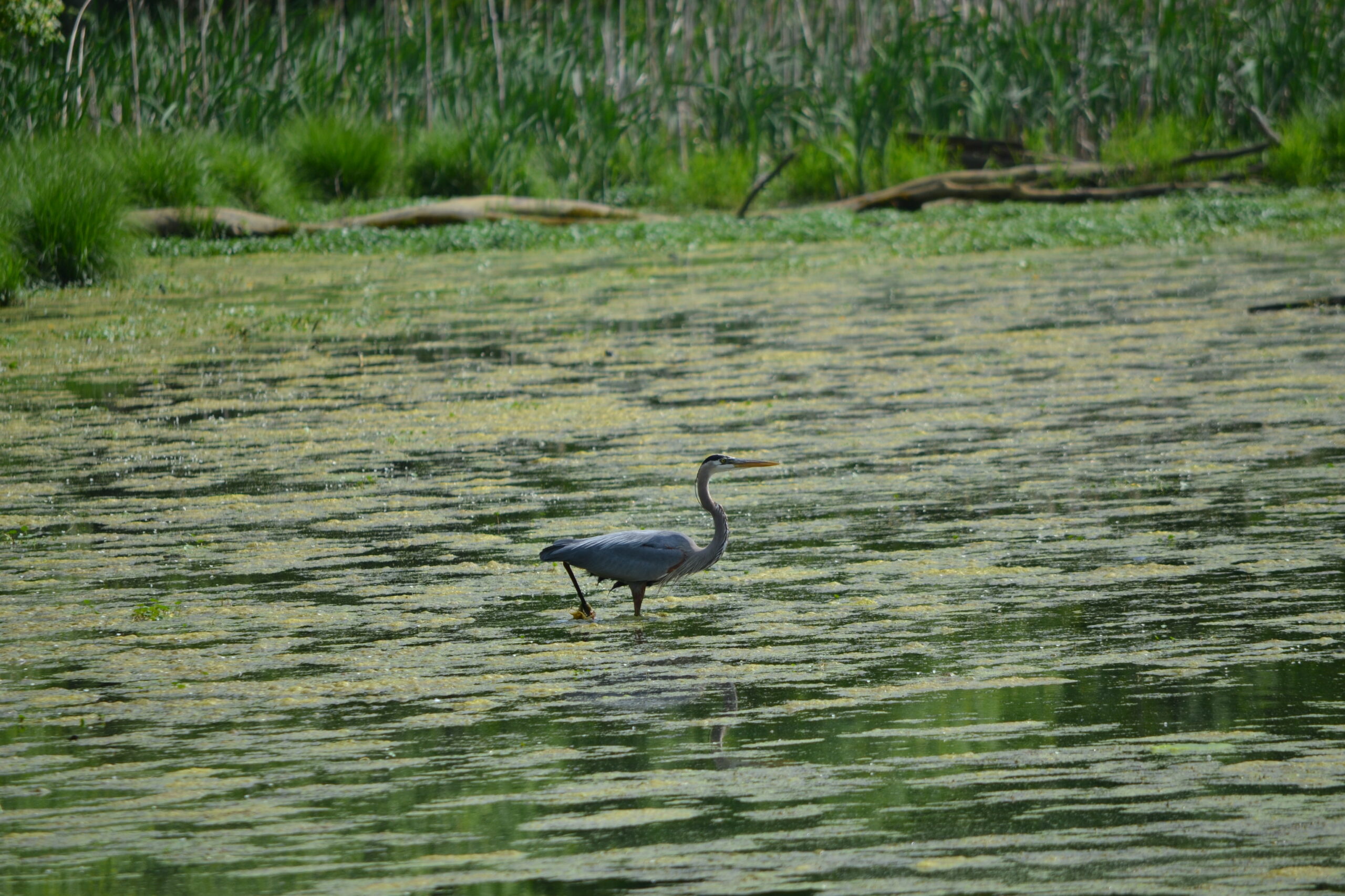 blue heron walking in swamp