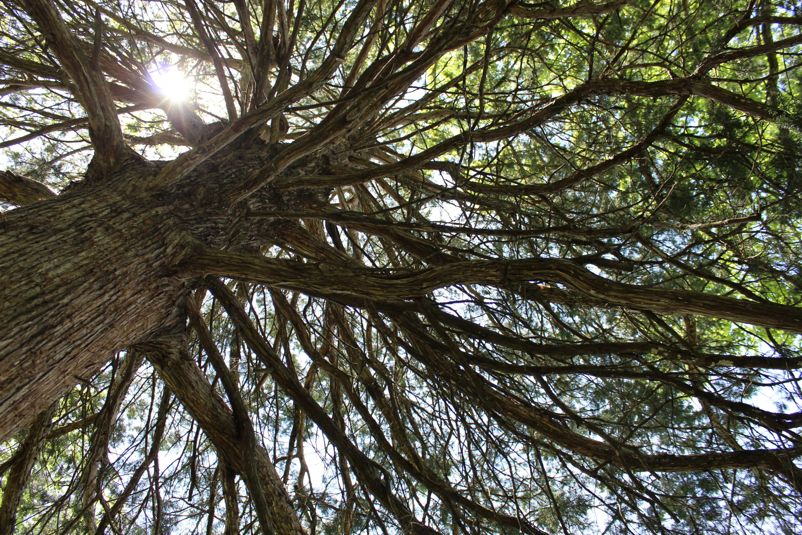 view of tree